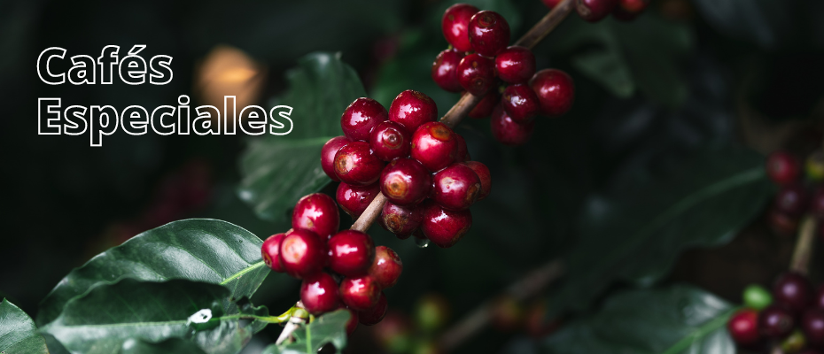 Cafés Especiales 