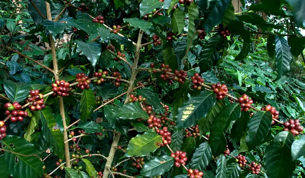 Historia del Café en el Meta 