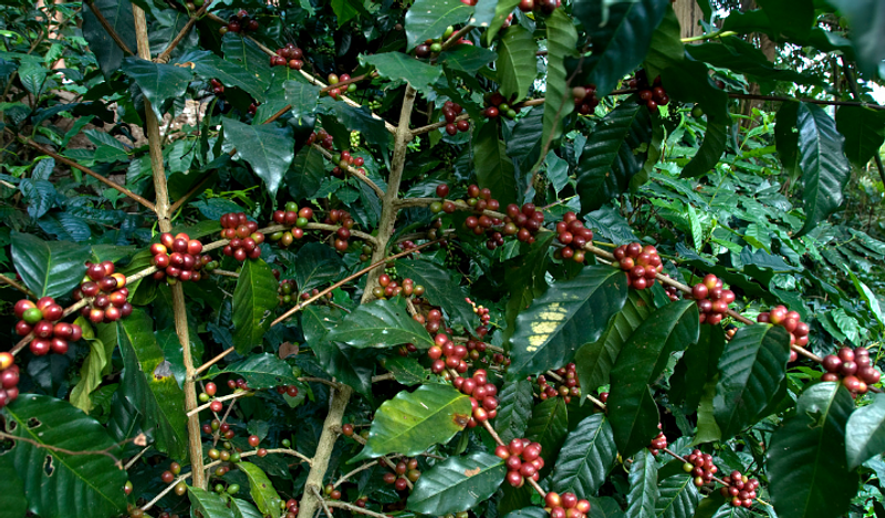 Historia del Café en el Meta 